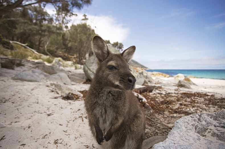 Freycinet National Park wallaby - Tourism Australia.jpg