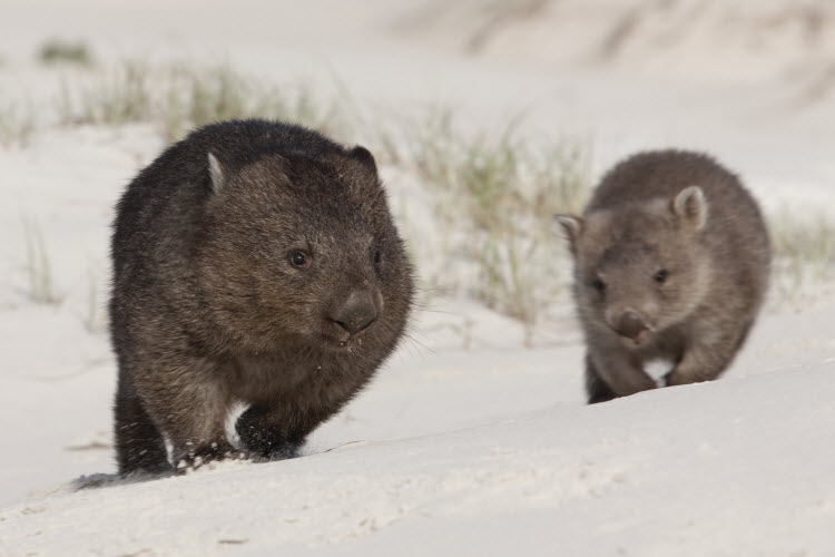 Wombats on the Bay of Fires walk credit Tourism Australia