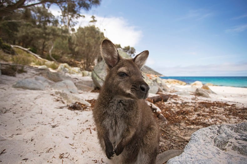 Freycinet National Park wallaby - Tourism Australia.jpg