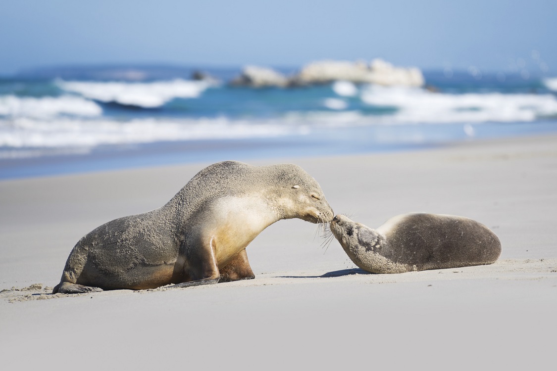 Kangaroo Island Tour- Seal Love