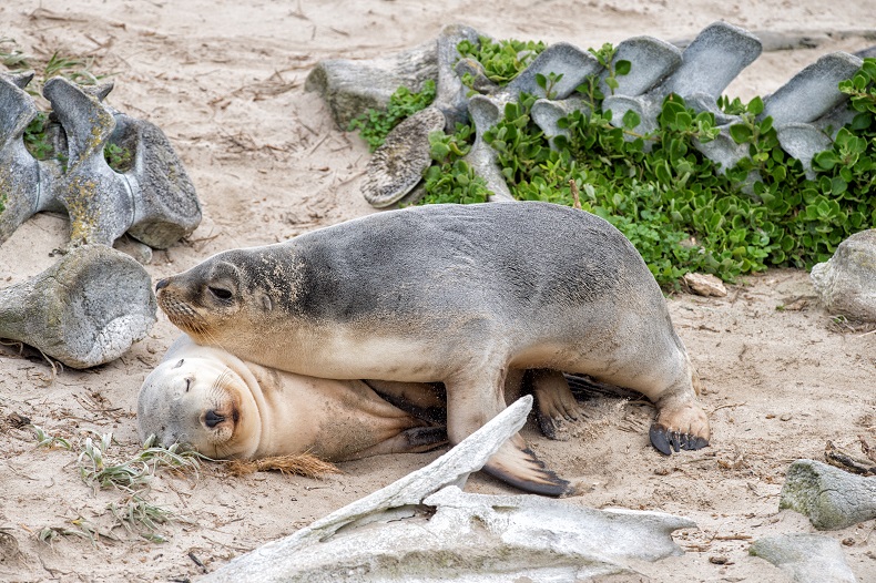 Sea_Lions_lying_on_Whale_Bones_shutterstock_323900297.jpg