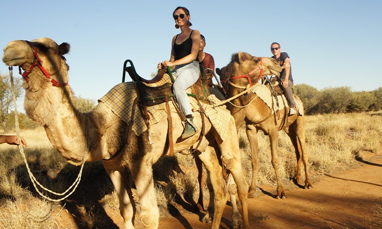 Camel Ride near Alice Springs YHA