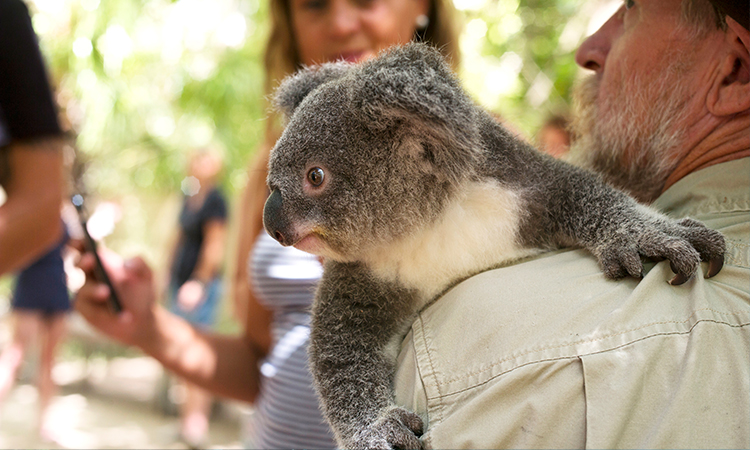 Cuddle koalas in Queensland | YHA Australia