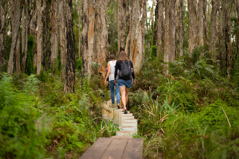 paperbark forest walk