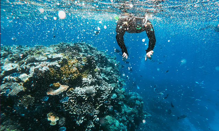 Snorkel the Great Barrier Reef Queensland Australia