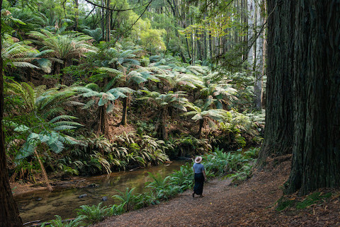 Why Apollo Bay is more than a Great Ocean Road pitstop