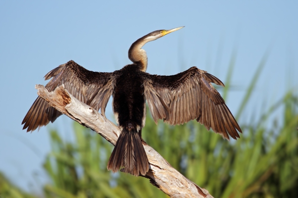 Darter, Yellow Water Billabong, Kakadu