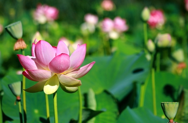 Pink Lotus in Kakadu National Park