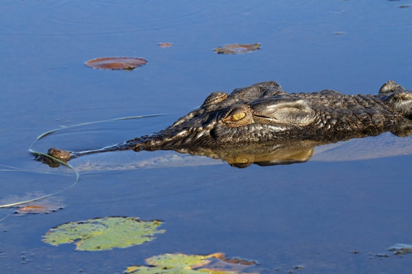 Saltwater Crocodile in Kakadu, NT