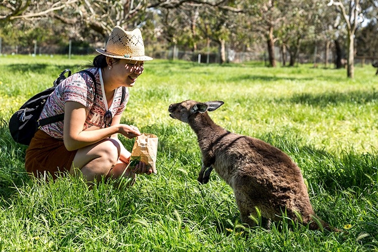 Mt Lofty Yha Backpackers Hostel Yha Australia