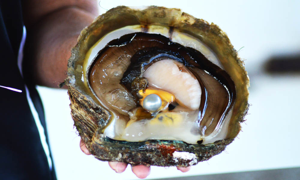 Willie Creek Tour- Pearl Oyster.jpg