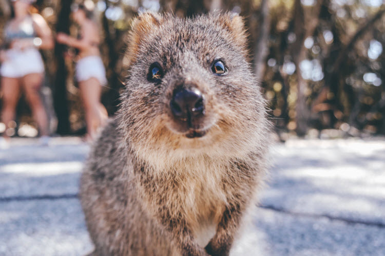 4. Rottnest Island_quokka_shutterstock_702589243