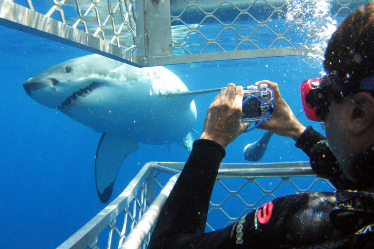 5. Port Lincoln_Shark Cage_SATC (2)