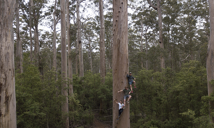 Dave Evans Bicentennial Tree