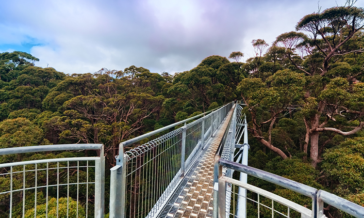 Valley of the Giants Tree Top Walk