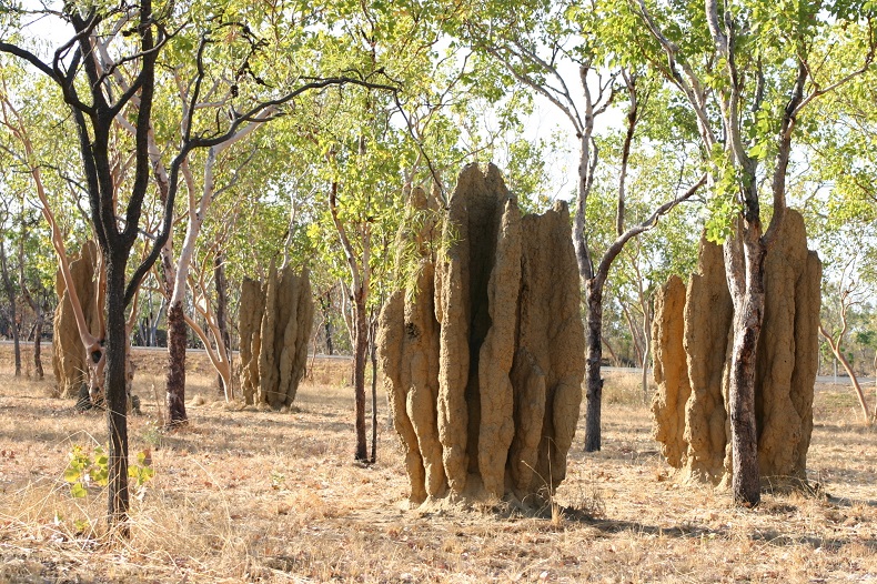 Cathedral_termite_mounds_shutterstock_1150472.jpg