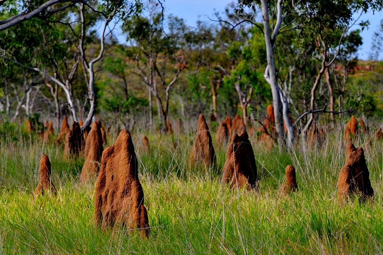 Magnetic_termite_mound_shutterstock_155325839.jpg