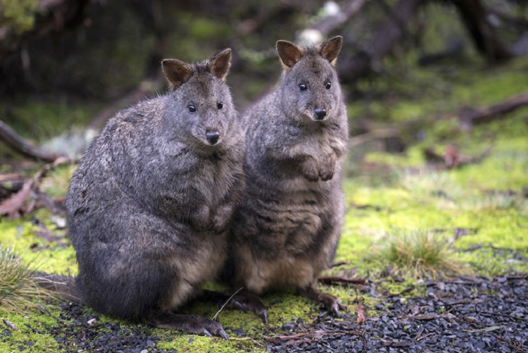 Web_GetWild_CREDIT_TourismTasmania-Rob Burnett.jpg