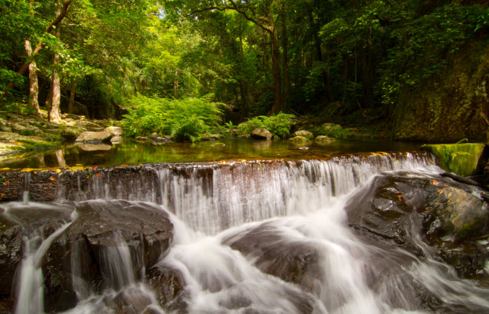 Daintree