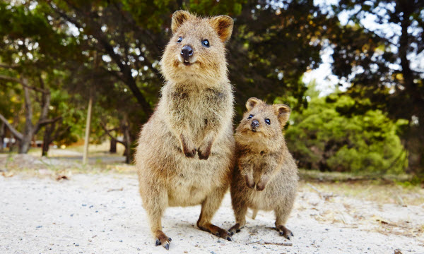 Rottnest Quokka web.jpg