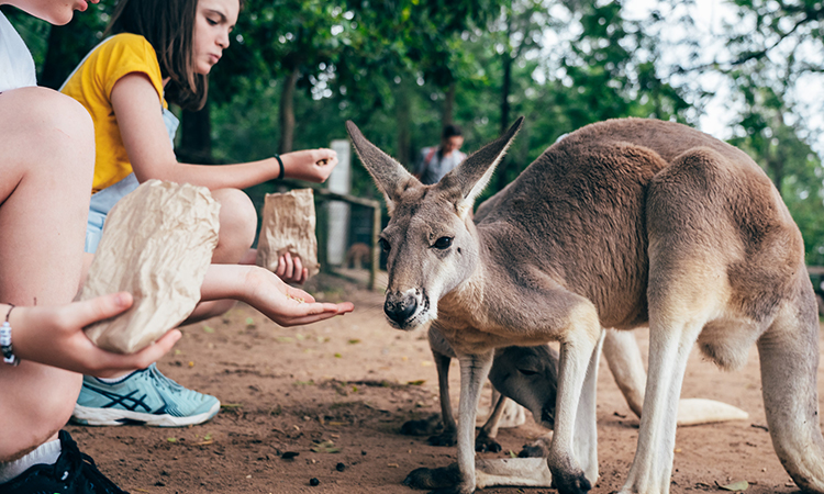 Lone Pine Kangaroo Image: Tourism and Events Queensland