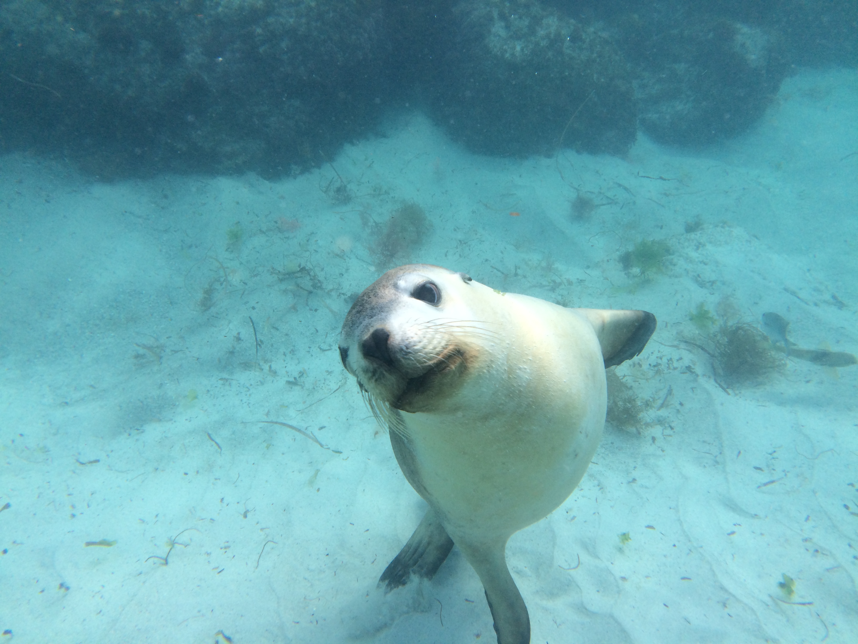 Port Lincoln_Sea Lions (15).jpg