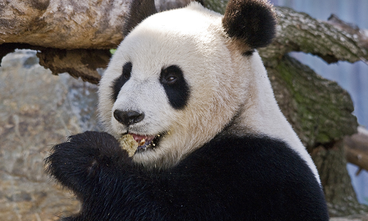 Adelaide Zoo panda SATC.jpg