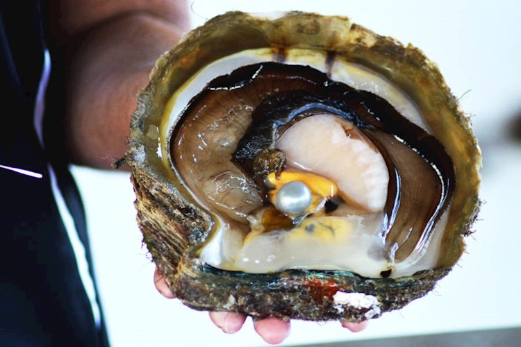 Willie Creek Tour- Pearl Oyster.jpg