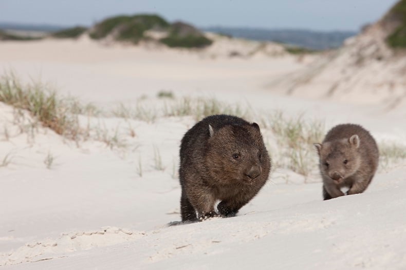 wombats Bay of Fires Walk - Tasmania - tourism australia.jpg