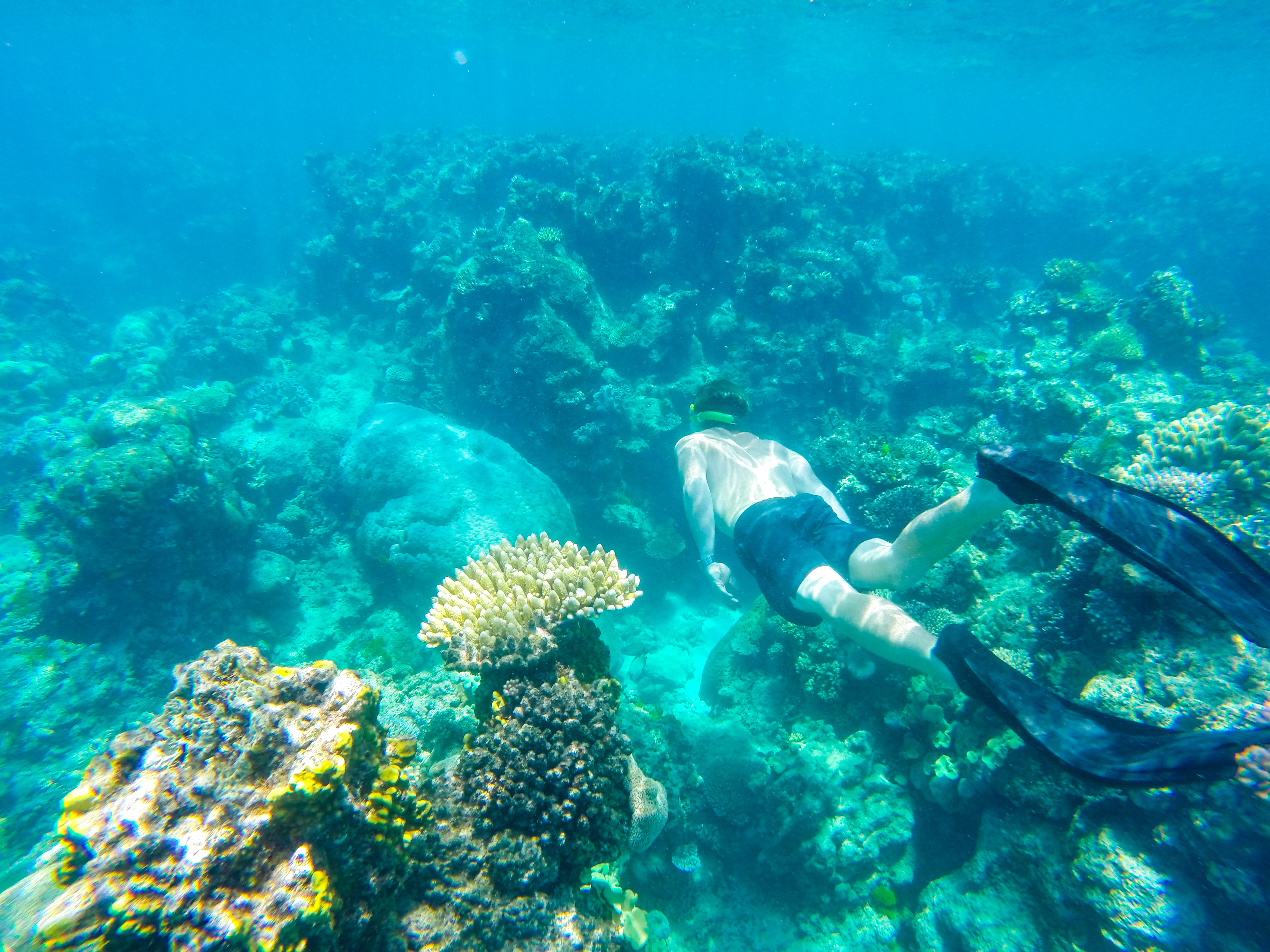 Cairns Central YHA_Great Barrier Reef_snorkelling_2016 (7).jpg