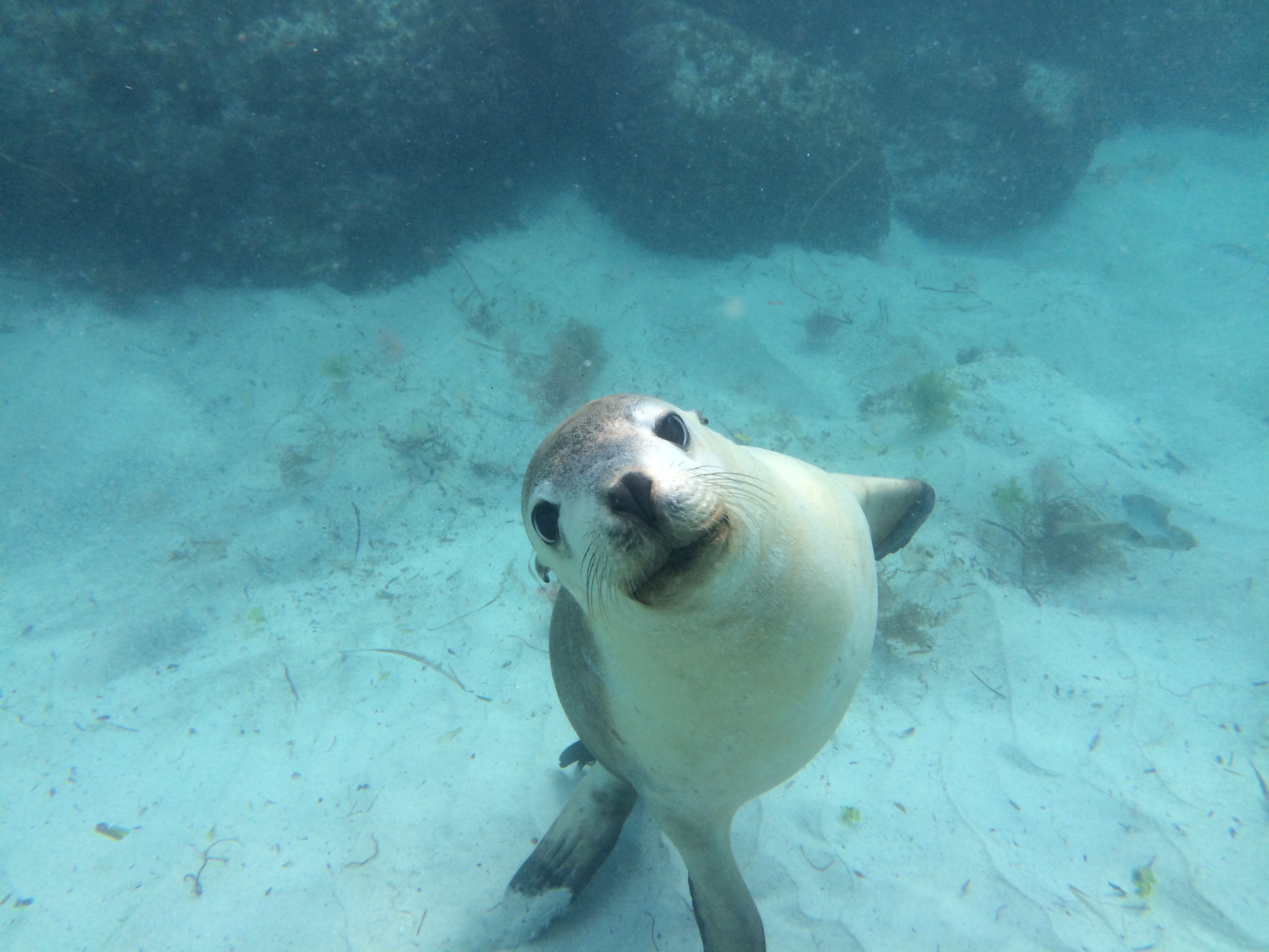 Port Lincoln_Sea Lions (12) (1).jpg