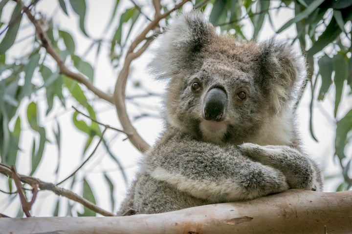 12 curious facts about koalas