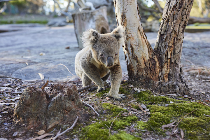 12 curious facts about koalas