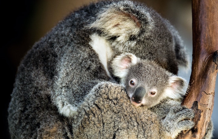 12 curious facts about koalas