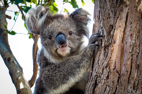 12 curious facts about koalas