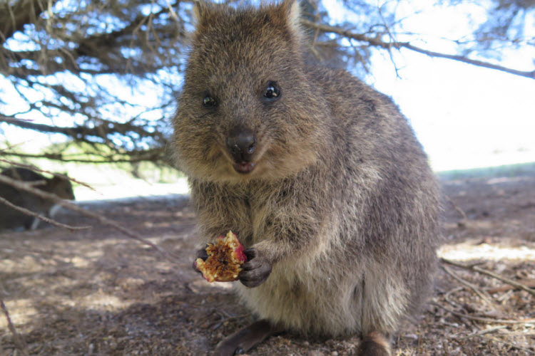 7. quokka credit Flickr