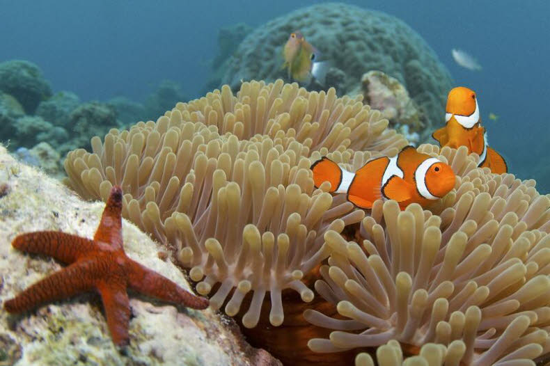 Great Barrier Reef Snorkelling Adventure- Clown fish on coral.jpg