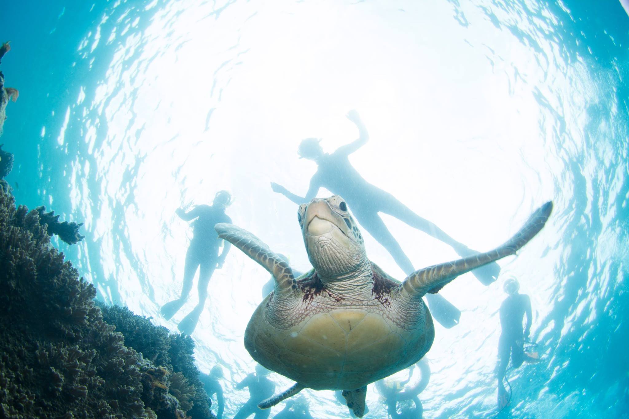 Snorkelling Adventure with Turtle.jpg