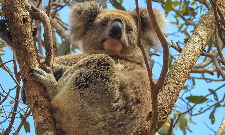Koala credit camile helm.jpg
