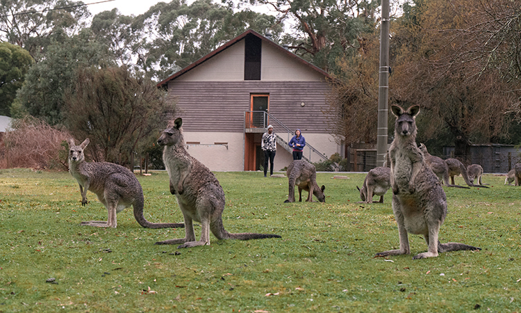 grampians-eco-yha_kangaroos_winter_2018-2-edited.jpg