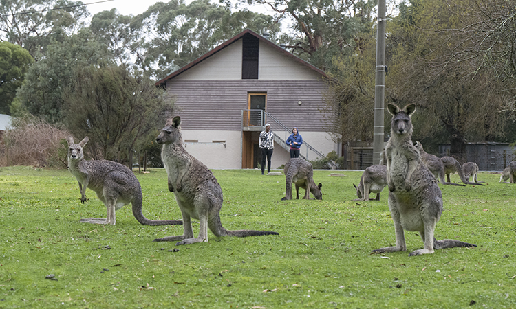 Kangaroos near Grampians Eco YHA