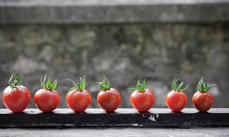 Tomato time!