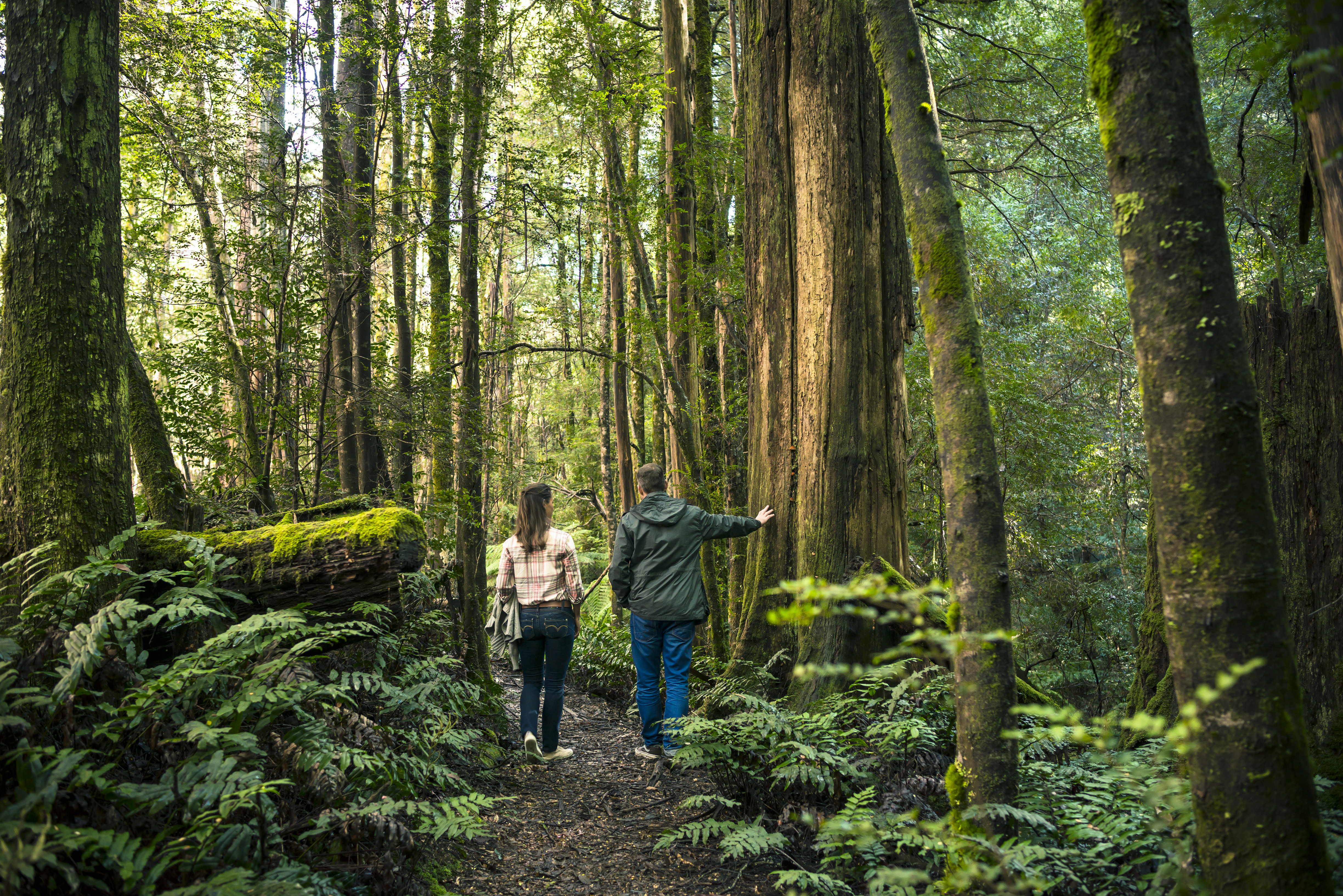 Dandenong Ranges couple walking in forest_Tourism Vic Rob Blackburn.jpg