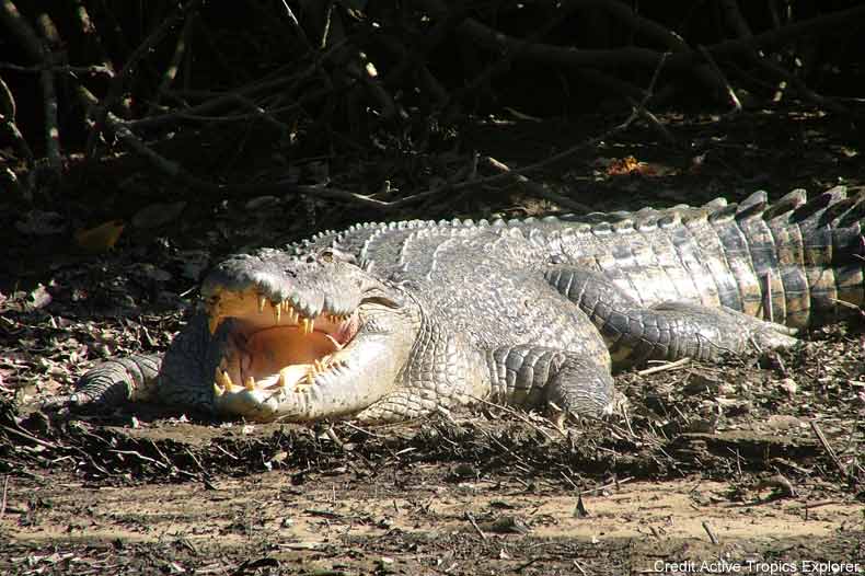 Cape-Tribulation-Rainforest-Adventure-Crocodile.jpg