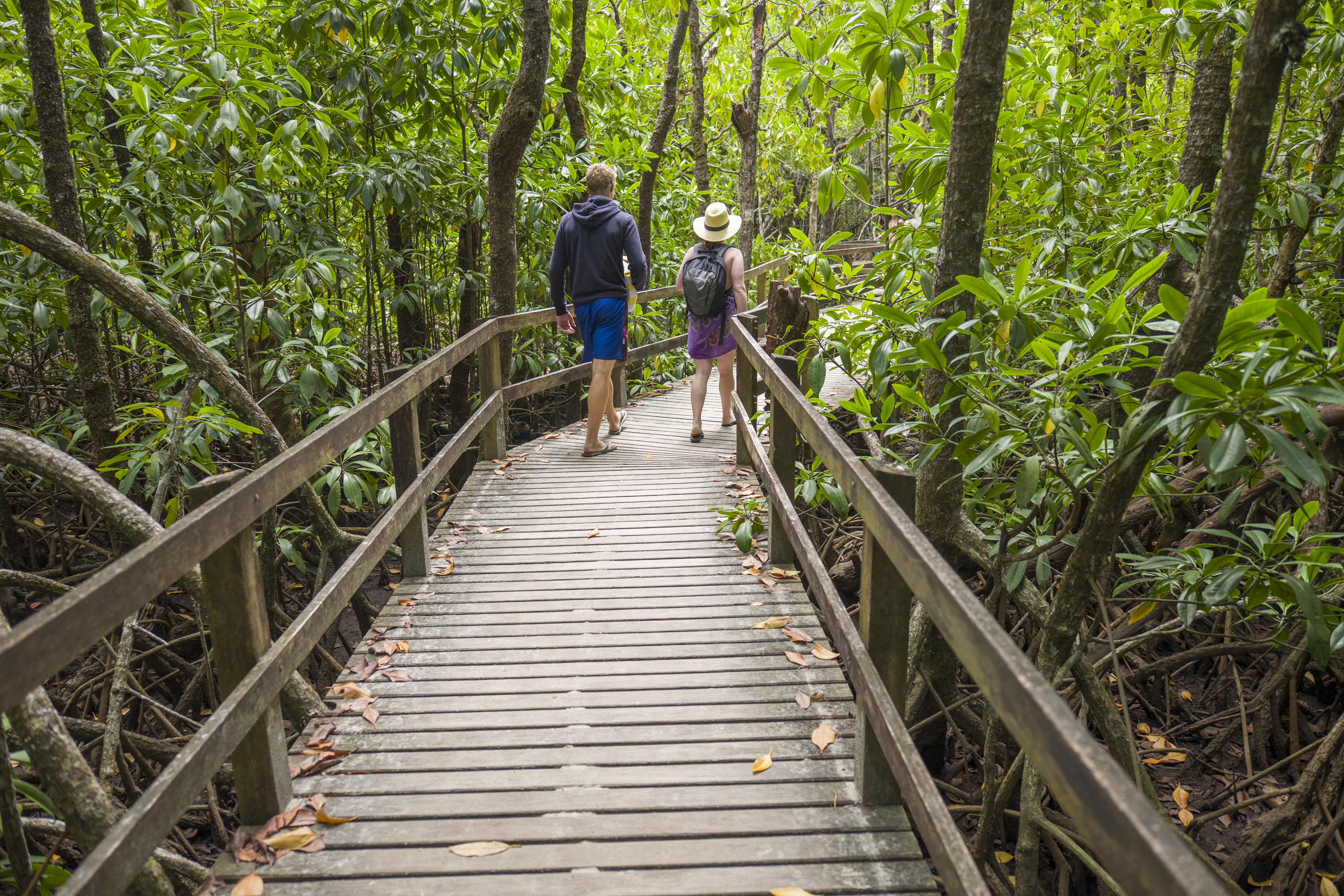 Cape Tribulation YHA_Mangrove Walk_2017 (3).jpg