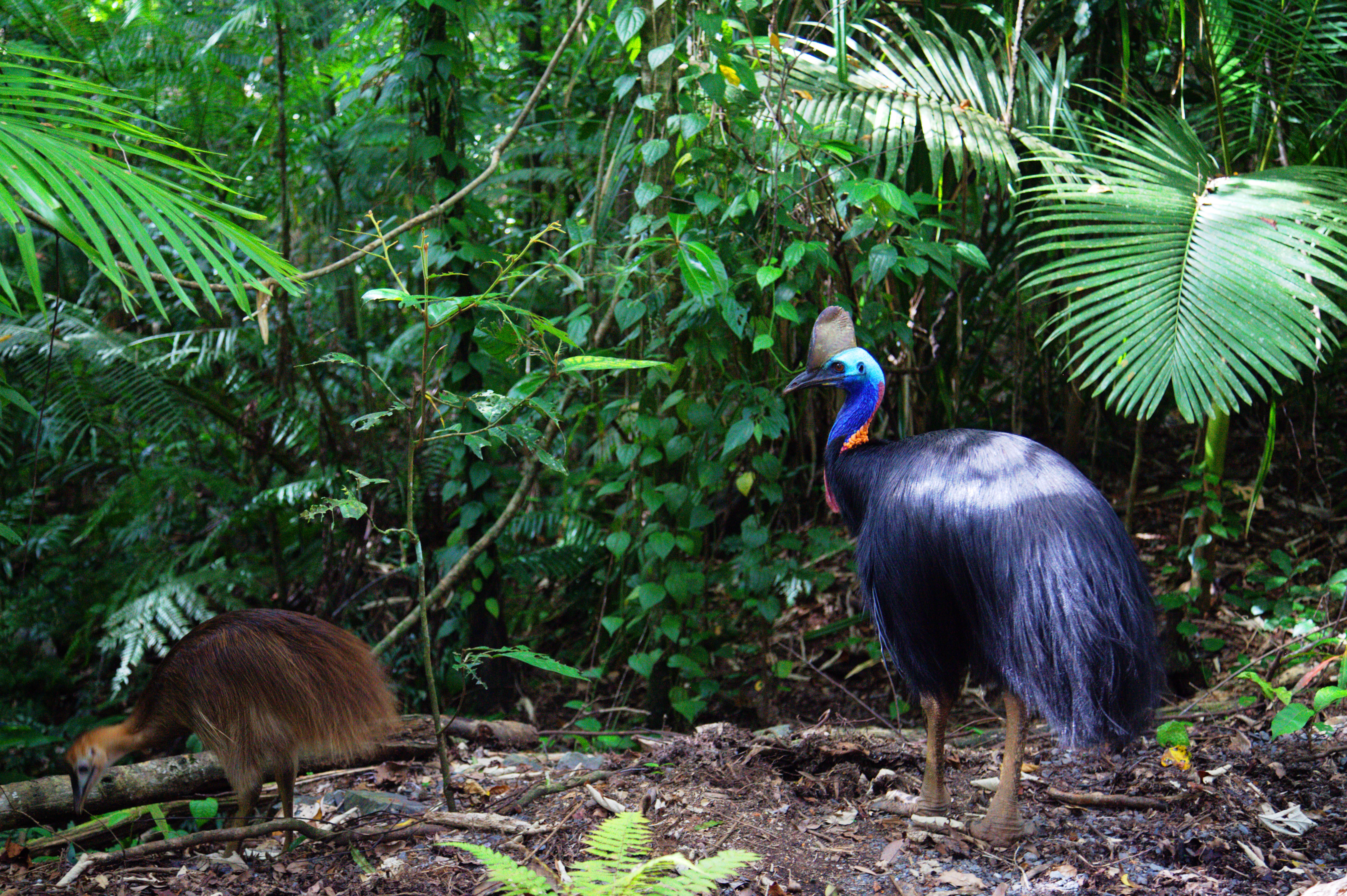 Cassowary and chick.jpg