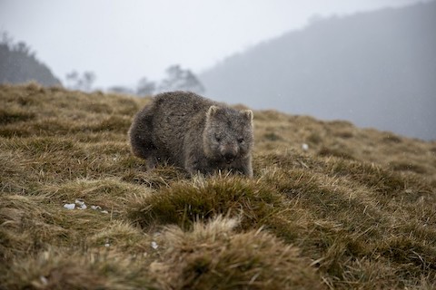 Where to see Aussie animals in the wild