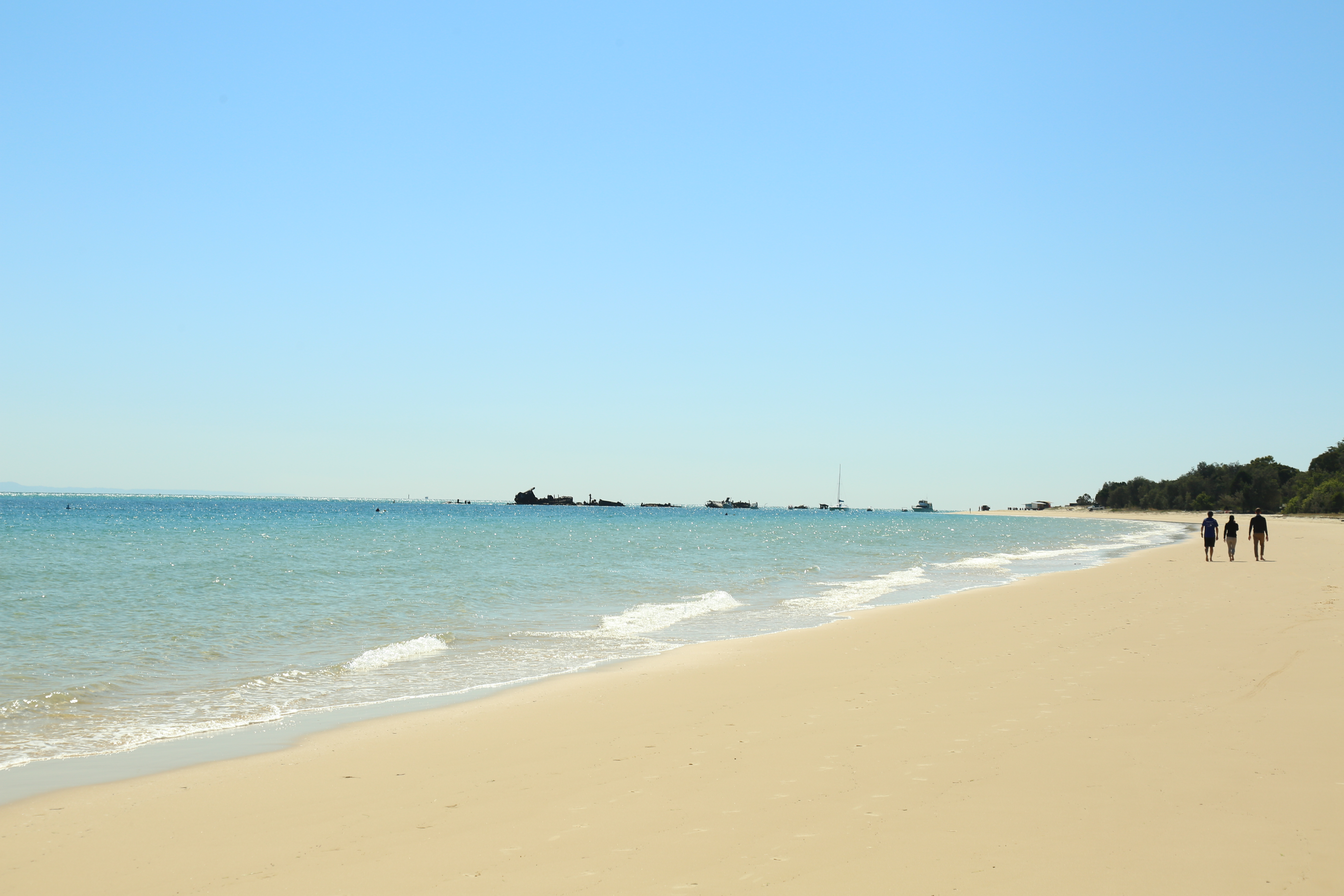 Moreton Island Dolphin and Tangalooma Wrecks Snorkelling Tour including Lunch tile image