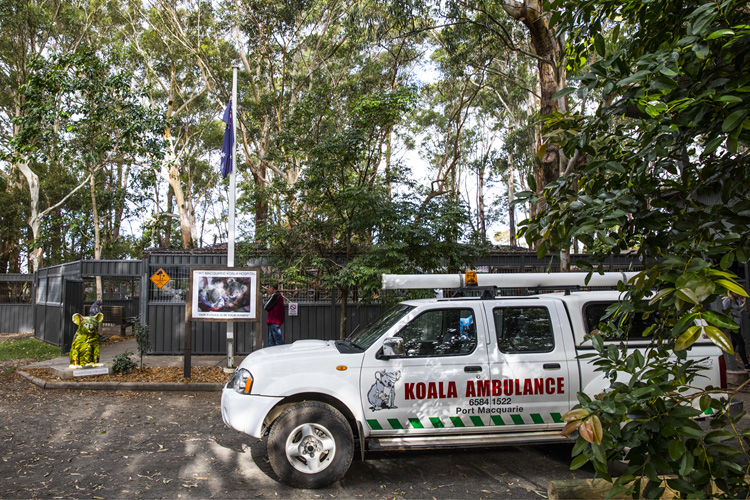 Koala_CREDIT_DestinationNSW.jpg