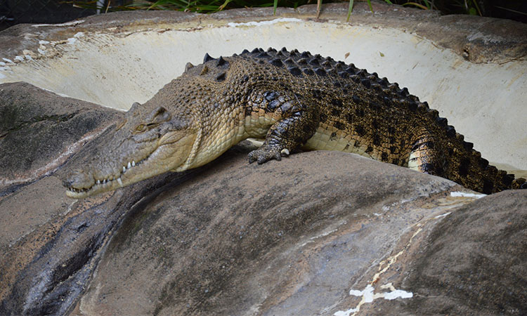 Crocs at Australia Zoo